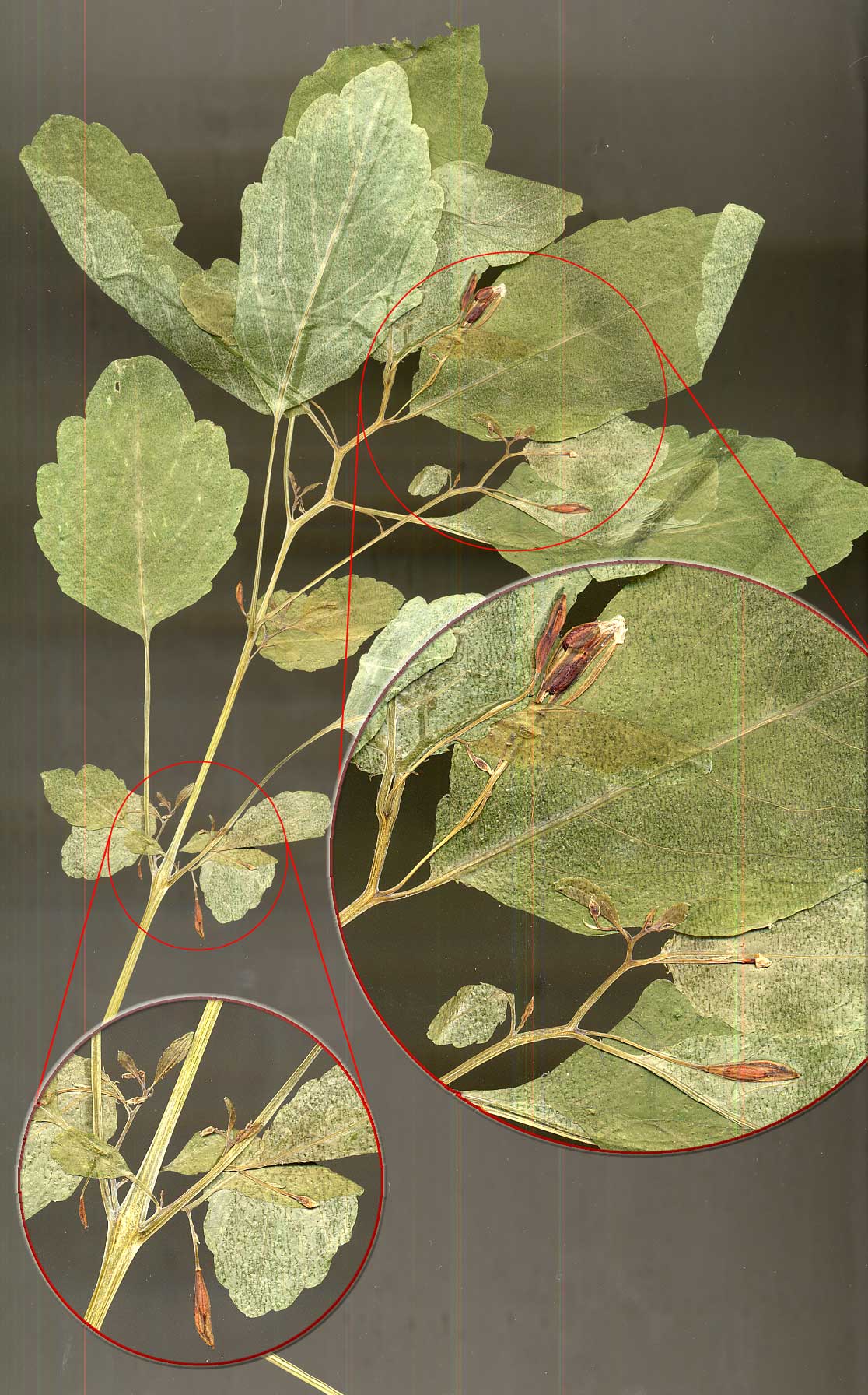 Impatiens... perch� cos� piccina?