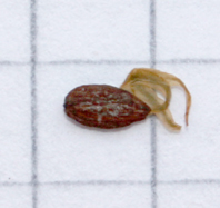 Impatiens... perch� cos� piccina?