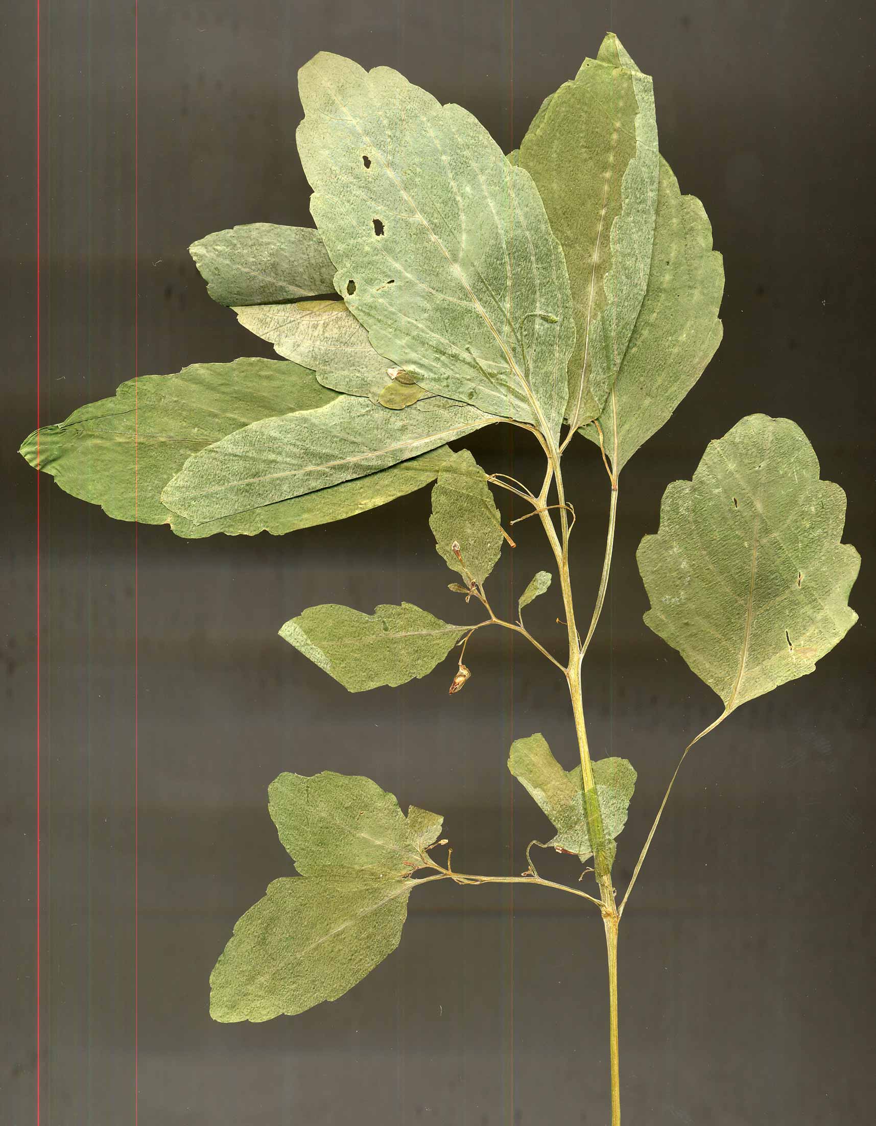 Impatiens... perch� cos� piccina?