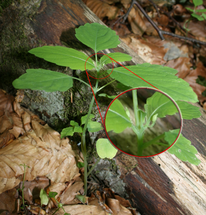 Impatiens... perch� cos� piccina?