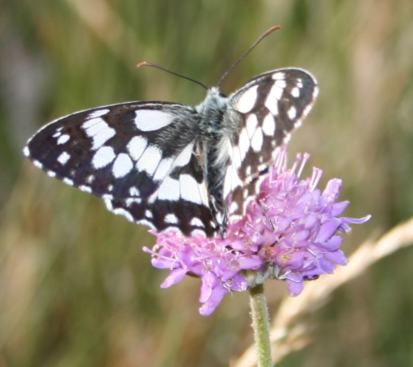 Melanargia galathea