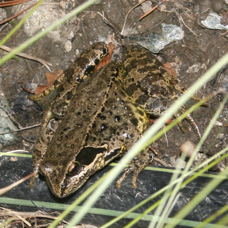 Rana temporaria