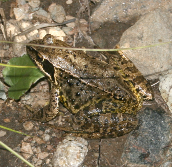 Rana temporaria