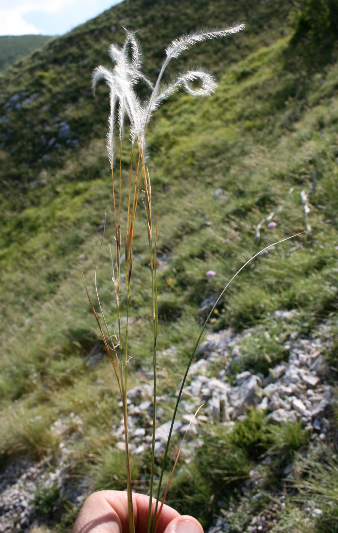 Erba di S. Venanzio - Stipa sp.