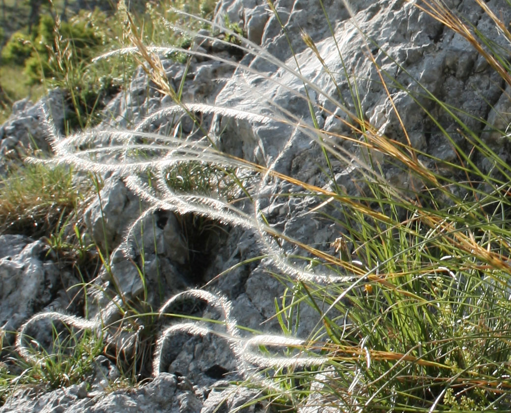 Erba di S. Venanzio - Stipa sp.