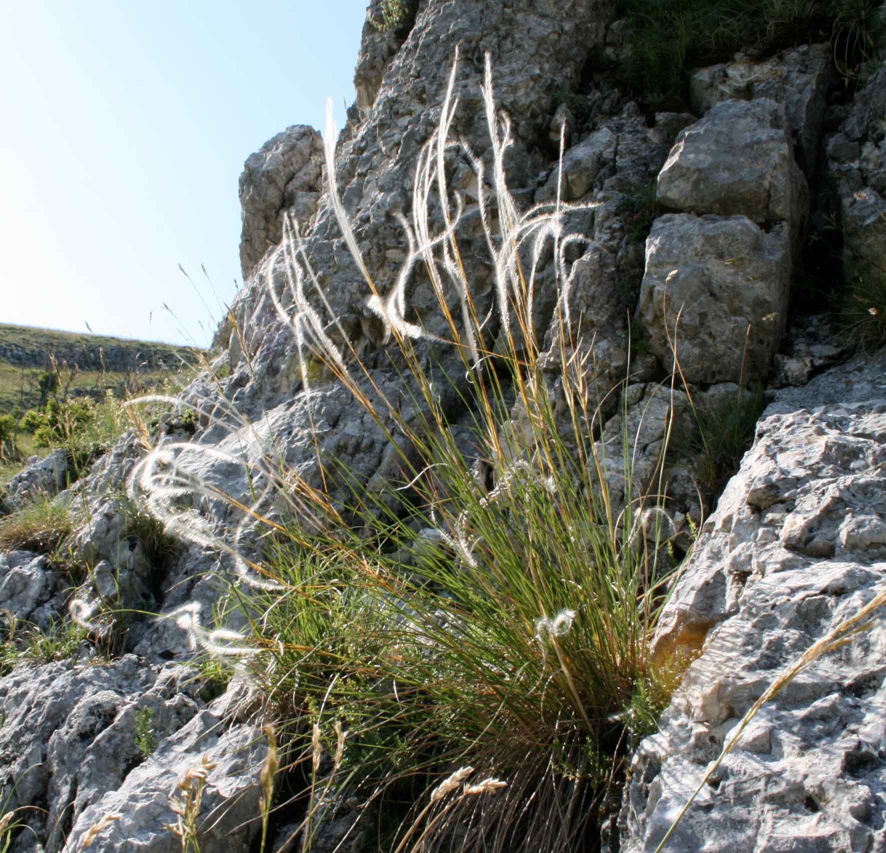 Erba di S. Venanzio - Stipa sp.
