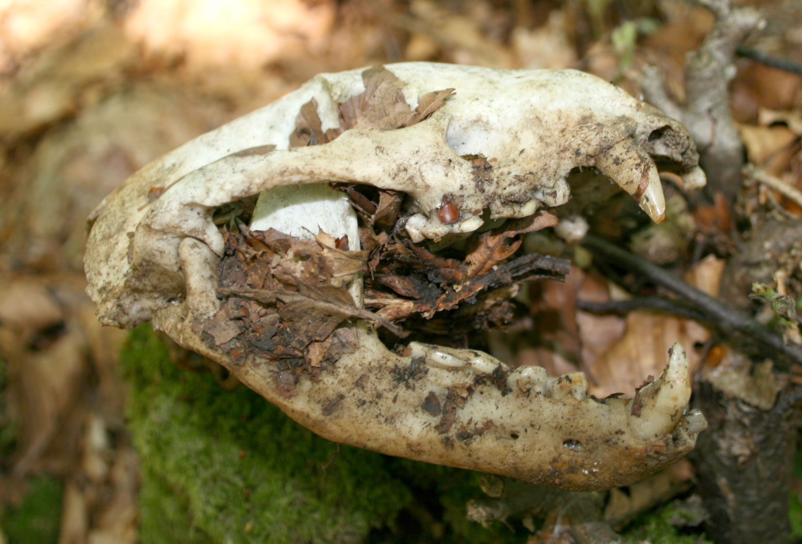 Cranio di Tasso