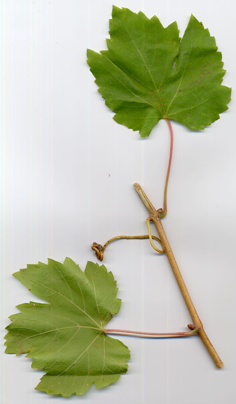 Vitis vinifera subsp. sylvestris / Vite comune (Vitales - Vitaceae)