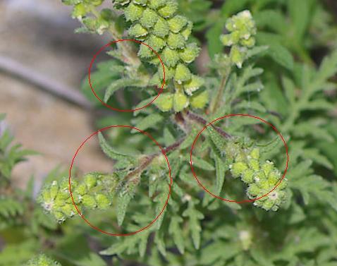 Ambrosia artemisiifolia / Ambrosia con foglie di Artemisia