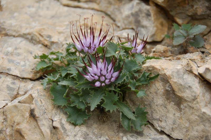 Physoplexis comosa / Raponzolo di roccia