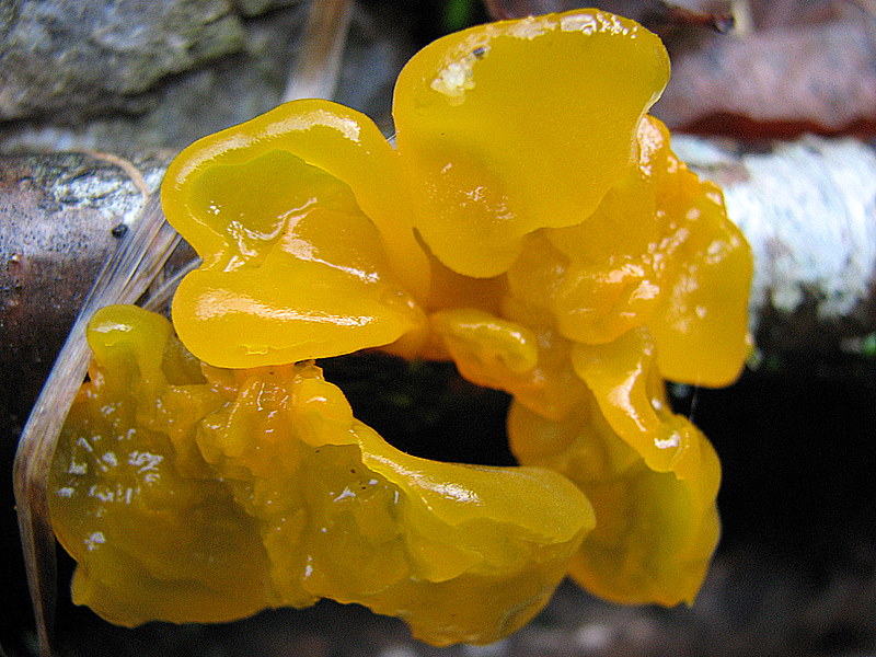 Tremella mesenterica del 18 gennaio
