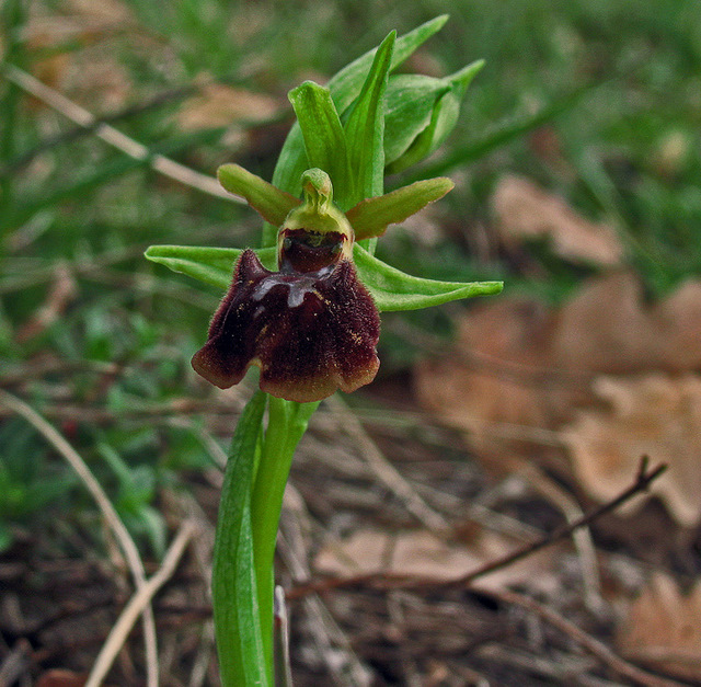 Ophrys sphegodes