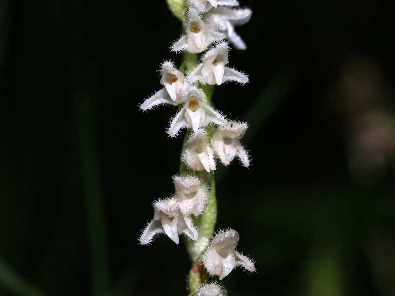 Goodyera  repens