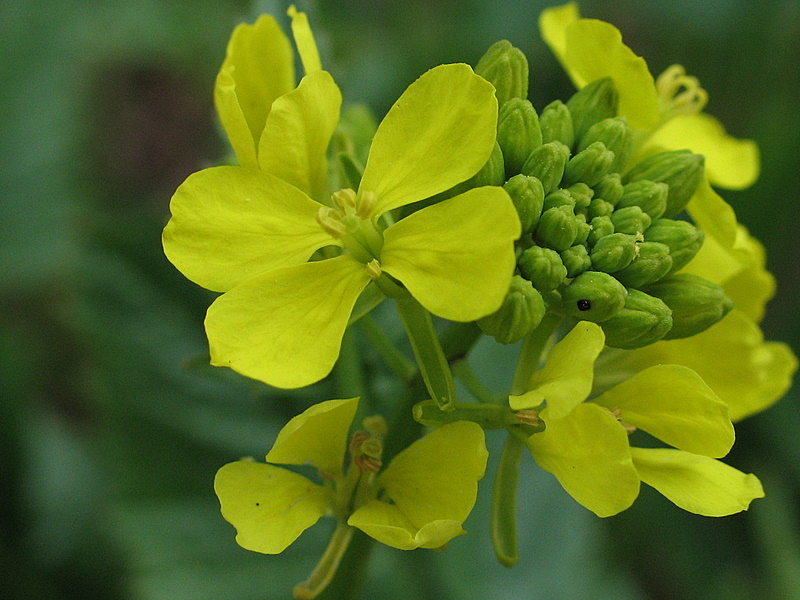 da determinare - Sinapis sp.