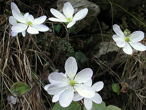 Hepatica nobilis / Erba trinità