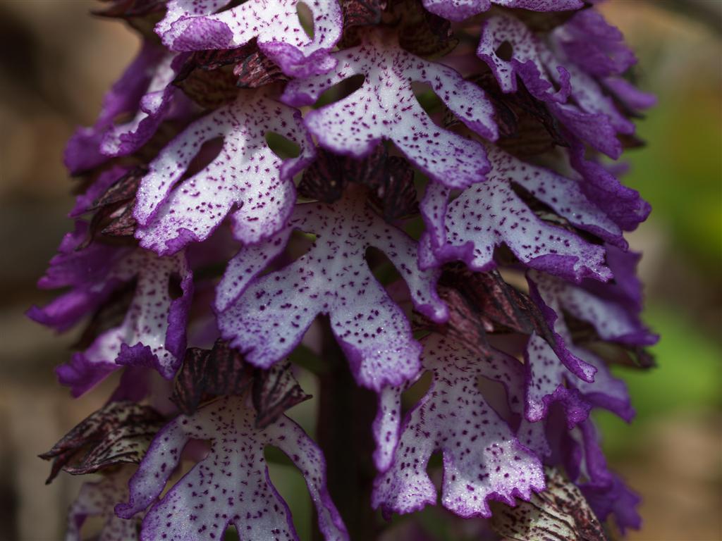 Orchidee sul monte Peso