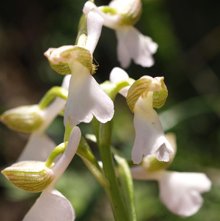 Apocromia di Orchis morio