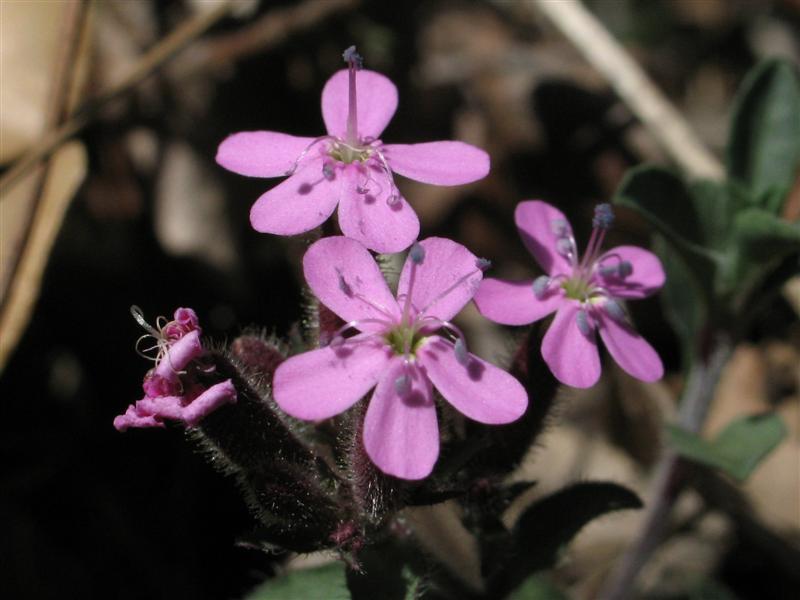 Saponaria ocymoides / Saponaria rossa