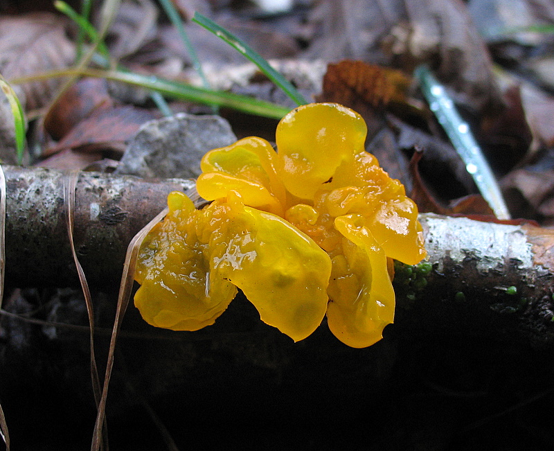 Tremella mesenterica del 18 gennaio
