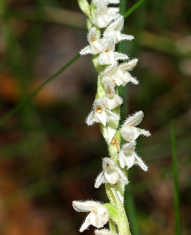 Goodyera  repens