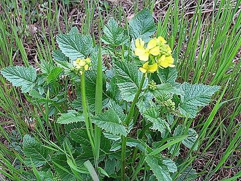 da determinare - Sinapis sp.