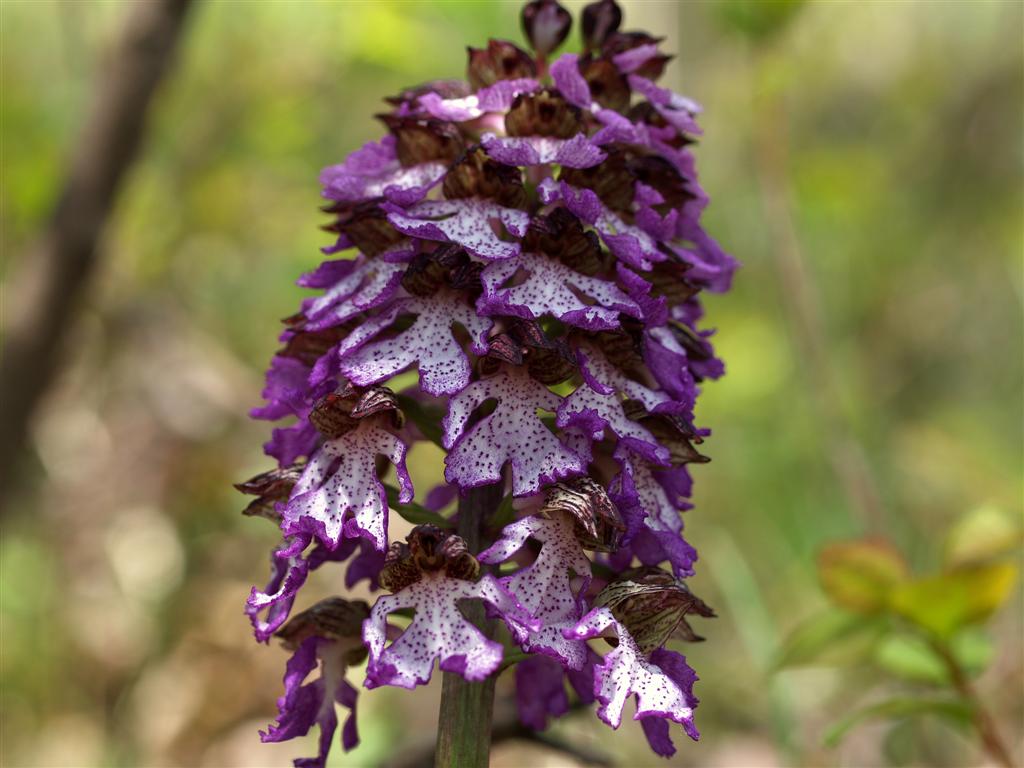 Orchidee sul monte Peso