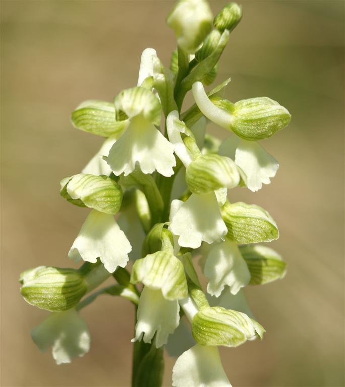 Apocromia di Orchis morio
