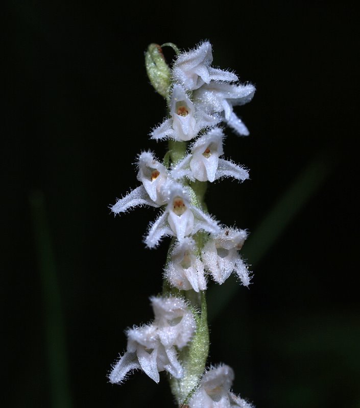 Goodyera  repens