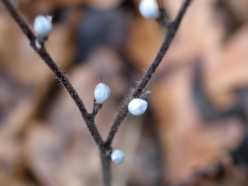 pianta o fiore? - frutti di Buglossoides purpurocaerulea