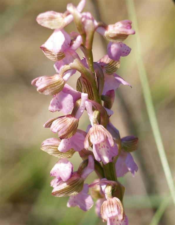 Apocromia di Orchis morio