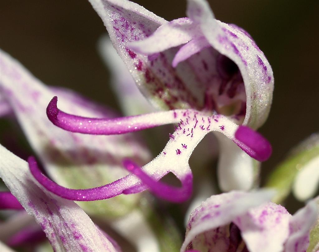 Orchidee sul monte Peso