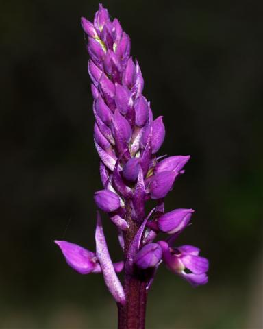 Orchis purpurea