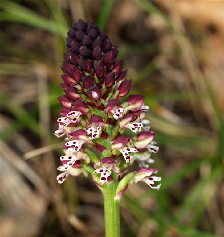 Orchidee sul monte Peso