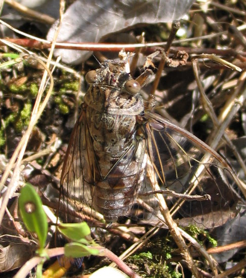 Cicada orni