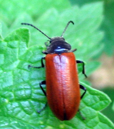 Omophlus lepturoides