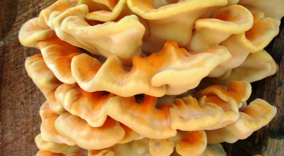 fungo euganeo 16 (Laetiporus sulphureus)