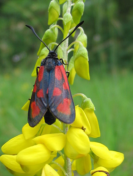 Zygaena loti e Zygaena carniolica