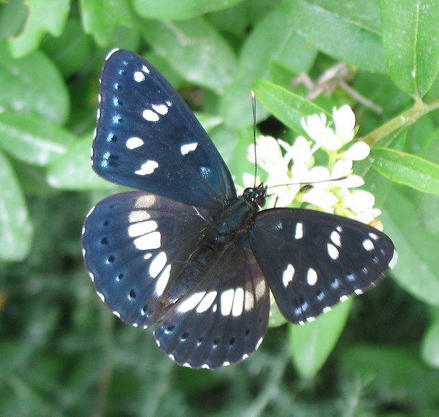 Limenitis reducta