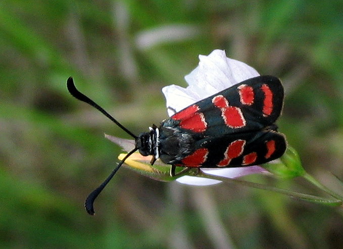 Zygaena loti e Zygaena carniolica