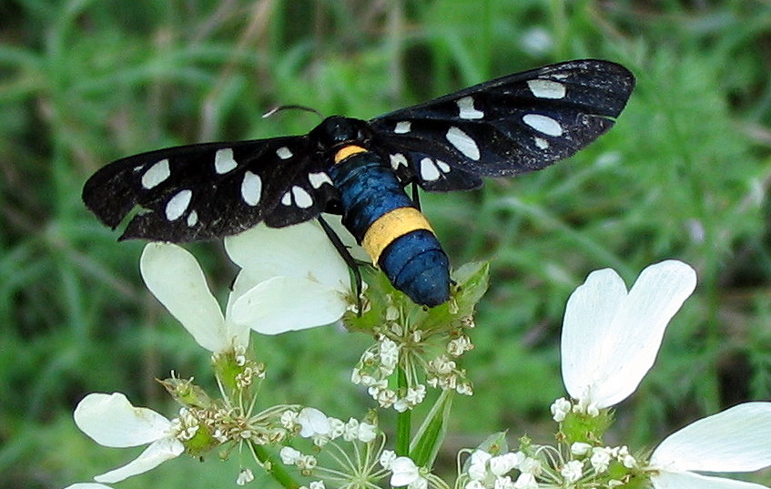 Amata phegea