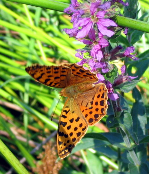 Issoria (Issoria) lathonia