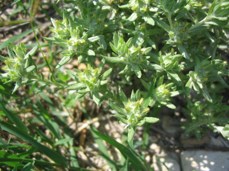 Filago pyramidata / Bambagia spatolata