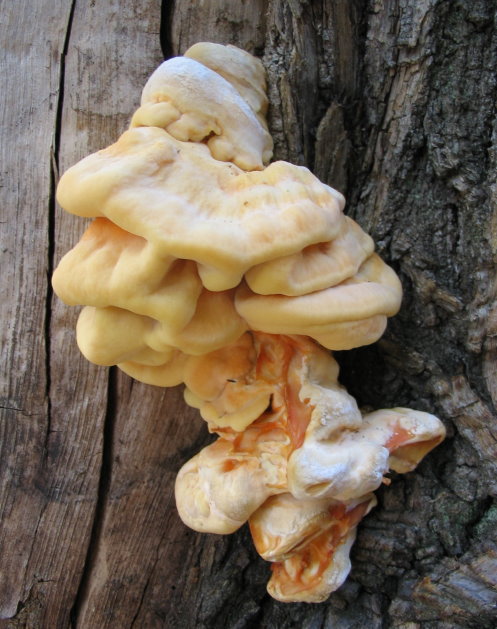 fungo euganeo 16 (Laetiporus sulphureus)