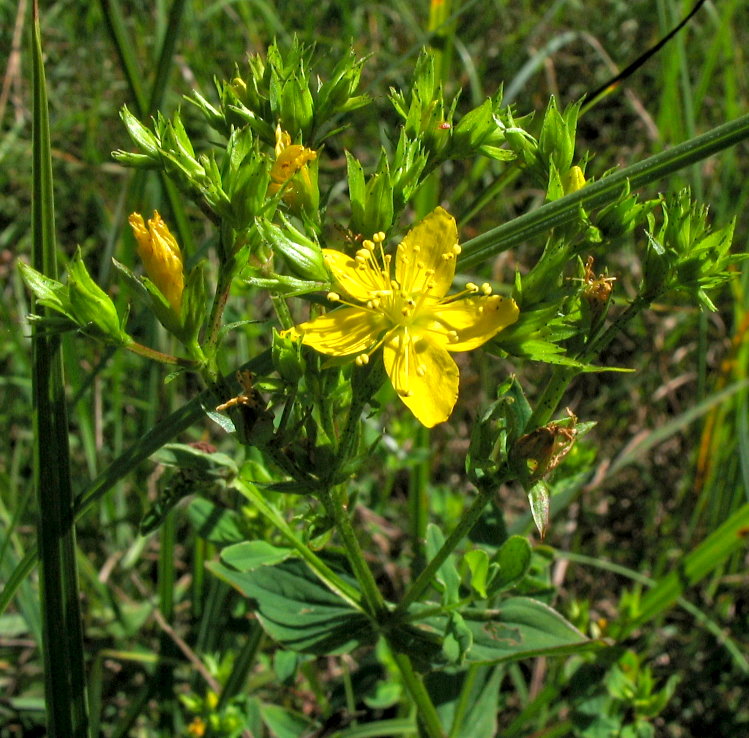 Hypericum tetrapterum / Erba di San Giovanni alata