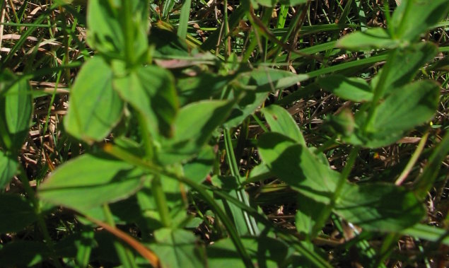 Hypericum tetrapterum / Erba di San Giovanni alata
