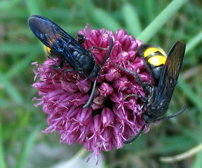 Scolia hirta hirta