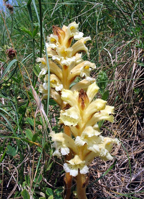 Orobanche lutea / Succiamele prataiolo