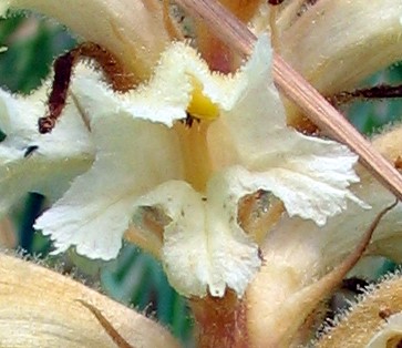 Orobanche lutea / Succiamele prataiolo