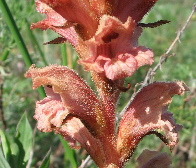 Orobanche teucrii / Succiamele del Teucrio