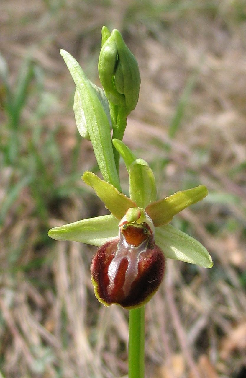 Ophrys sphegodes